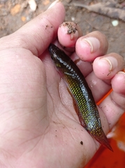 Aplocheilus lineatus