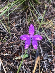 Glossodia minor