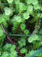 Ptychomnion aciculare