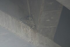Hirundo rustica