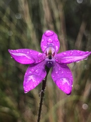 Glossodia minor