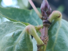 Pemphigus obesinymphae