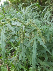 Urtica cannabina