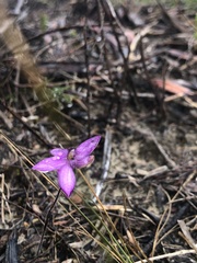 Glossodia minor