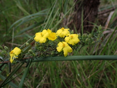 Hibbertia riparia