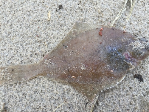 Sand Dab