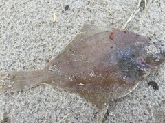 Limanda limanda