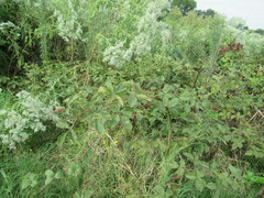 Rubus pensilvanicus