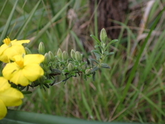 Hibbertia riparia