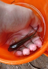 Aplocheilus lineatus