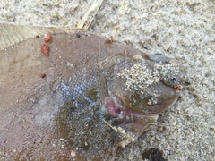 Limanda limanda