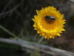 Chilalictus