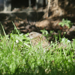 Prunella modularis occidentalis