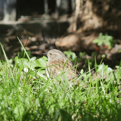 Prunella modularis occidentalis