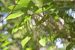 Dioscorea spiculiflora
