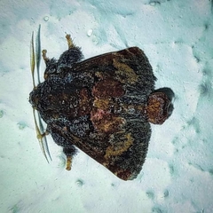 Euphobetron cupreitincta