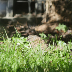 Prunella modularis occidentalis