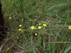 Hibbertia riparia