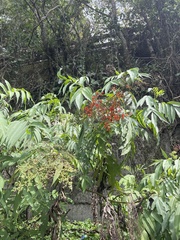 Sambucus javanica