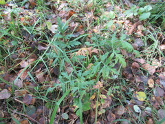 Pleurospermum uralense