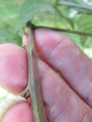 Rubus pensilvanicus