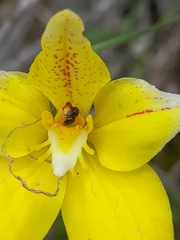 Caladenia flava flava