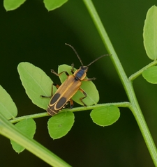 Chauliognathus marginatus
