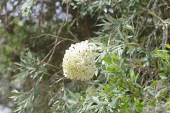 Buddleja saligna