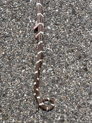 Lampropeltis californiae