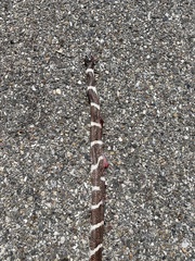 Lampropeltis californiae