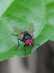 Hydrotaea