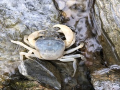 Geothelphusa cinerea