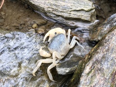 Geothelphusa cinerea