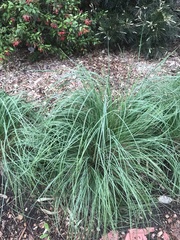 Poa labillardierei