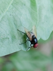 Hydrotaea