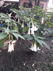Brugmansia arborea