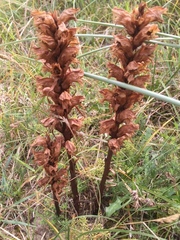 Orobanche caryophyllacea