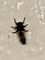 Harmonia axyridis