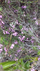 Indigofera filiformis