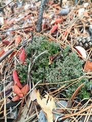Cladonia furcata