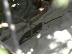 Algyroides nigropunctatus