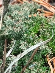 Cladonia furcata
