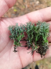 Cladonia furcata