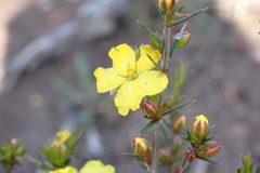Hibbertia exutiacies