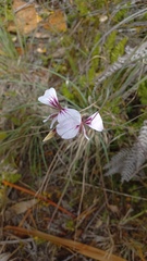 Pelargonium longicaule