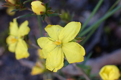 Hibbertia exutiacies