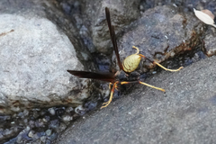 Polistes comanchus