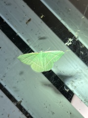 Dichorda illustraria