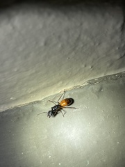 Camponotus sansabeanus