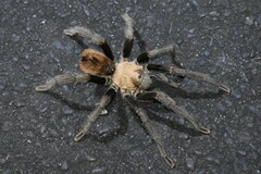 Aphonopelma chalcodes